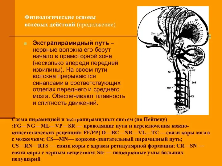 Физиологические основы волевых действий (продолжение) Экстрапирамидный путь – нервные волокна его