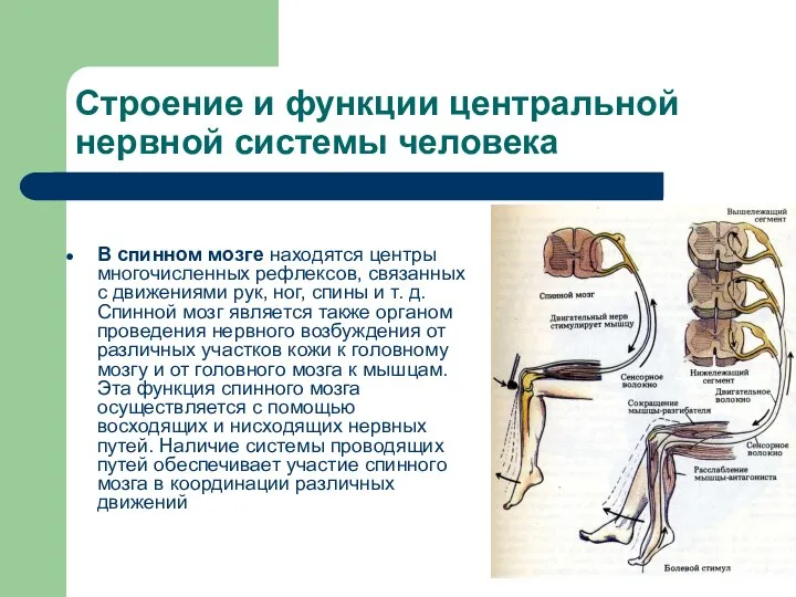 Строение и функции центральной нервной системы человека В спинном мозге находятся