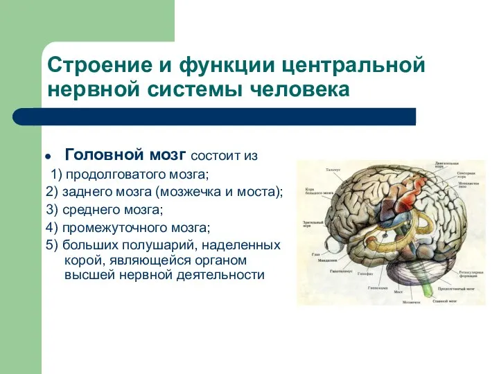 Головной мозг состоит из 1) продолговатого мозга; 2) заднего мозга (мозжечка