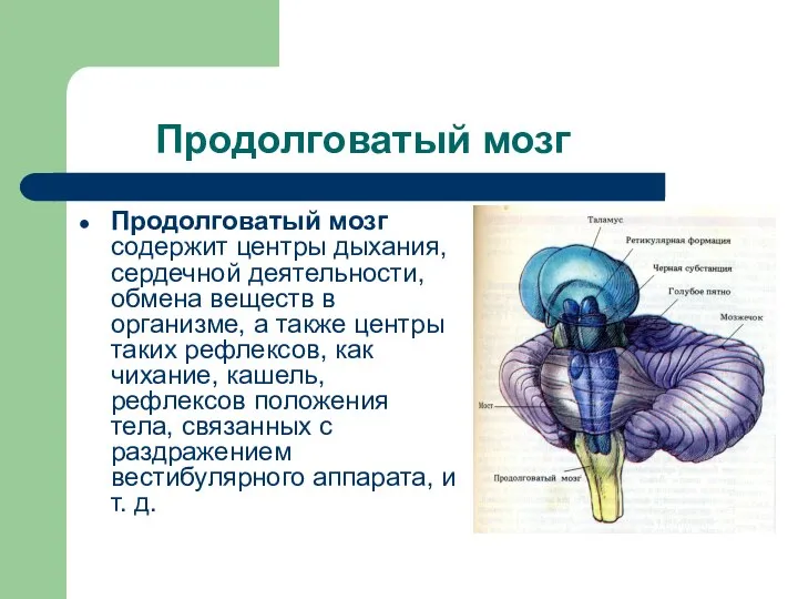 Продолговатый мозг Продолговатый мозг содержит центры дыхания, сердечной деятельности, обмена веществ