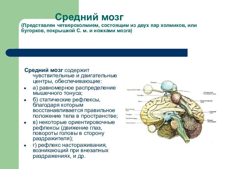 Средний мозг (Представлен четверохолмием, состоящим из двух пар холмиков, или бугорков,