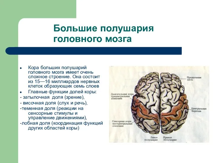 Большие полушария головного мозга Кора больших полушарий головного мозга имеет очень