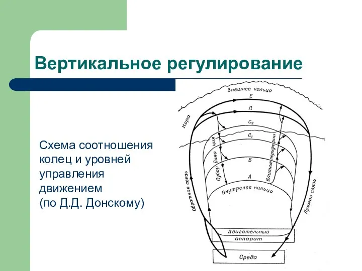 Вертикальное регулирование Схема соотношения колец и уровней управления движением (по Д.Д. Донскому)