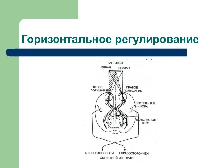 Горизонтальное регулирование