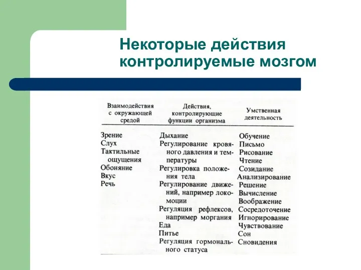 Некоторые действия контролируемые мозгом