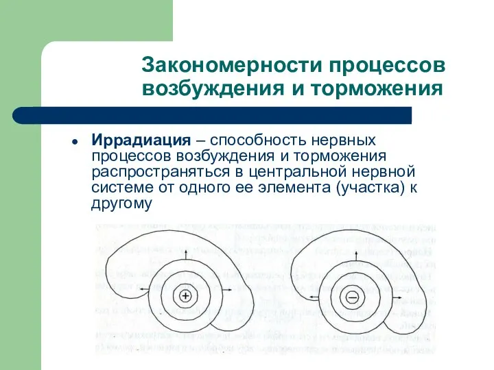 Закономерности процессов возбуждения и торможения Иррадиация – способность нервных процессов возбуждения