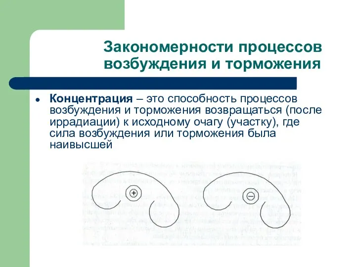 Закономерности процессов возбуждения и торможения Концентрация – это способность процессов возбуждения