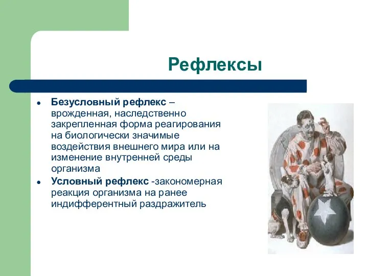 Рефлексы Безусловный рефлекс – врожденная, наследственно закрепленная форма реагирования на биологически