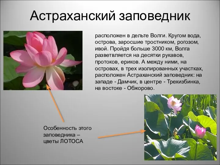 Астраханский заповедник расположен в дельте Волги. Кругом вода, острова, заросшие тростником,