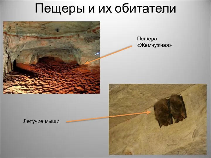 Пещеры и их обитатели Пещера «Жемчужная» Летучие мыши