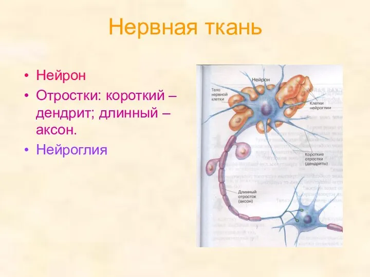 Нервная ткань Нейрон Отростки: короткий – дендрит; длинный – аксон. Нейроглия