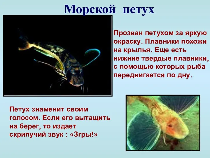 Морской петух Прозван петухом за яркую окраску. Плавники похожи на крылья.