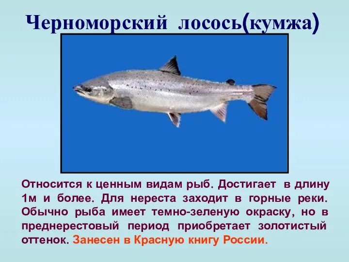 Черноморский лосось(кумжа) Относится к ценным видам рыб. Достигает в длину 1м