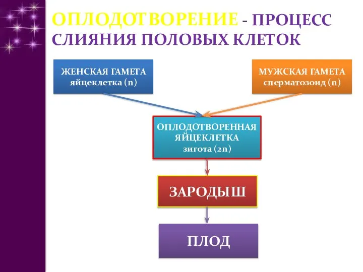 ОПЛОДОТВОРЕНИЕ - ПРОЦЕСС СЛИЯНИЯ ПОЛОВЫХ КЛЕТОК МУЖСКАЯ ГАМЕТА сперматозоид (n) ЖЕНСКАЯ