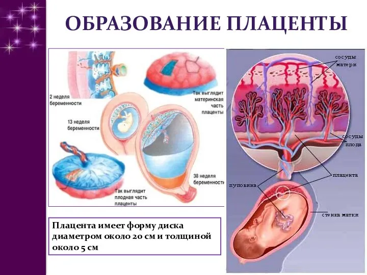 ОБРАЗОВАНИЕ ПЛАЦЕНТЫ Плацента имеет форму диска диаметром около 20 см и толщиной около 5 см