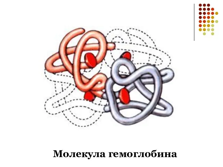 Молекула гемоглобина