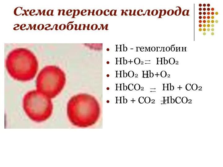 Схема переноса кислорода гемоглобином Hb - гемоглобин Hb+O2 HbO2 HbO2 Hb+O2