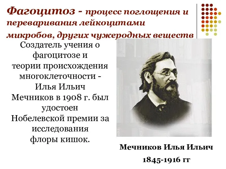 Фагоцитоз - процесс поглощения и переваривания лейкоцитами микробов, других чужеродных веществ