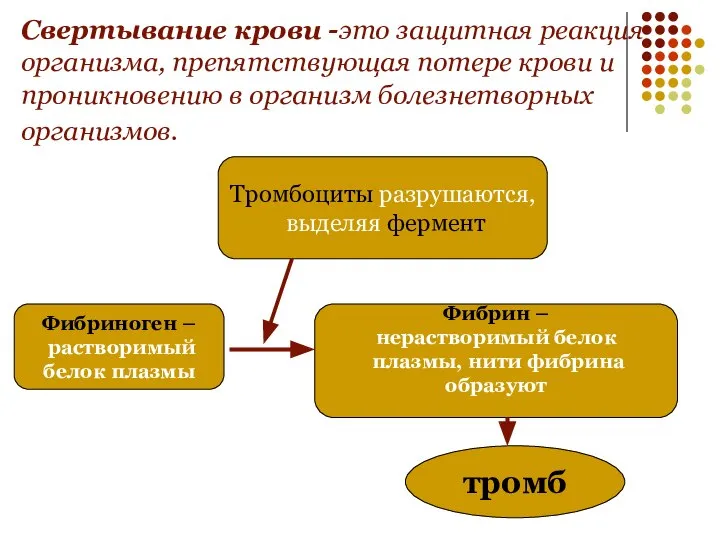 Свертывание крови -это защитная реакция организма, препятствующая потере крови и проникновению в организм болезнетворных организмов.