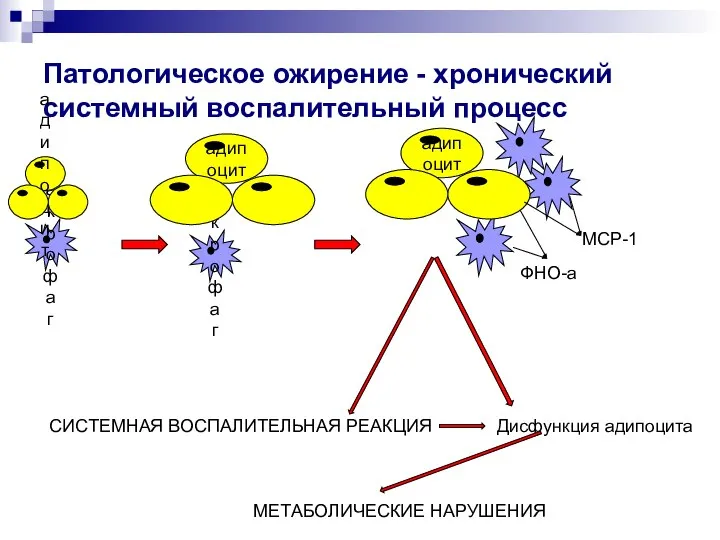 Патологическое ожирение - хронический системный воспалительный процесс MCP-1 ФНО-а СИСТЕМНАЯ ВОСПАЛИТЕЛЬНАЯ РЕАКЦИЯ Дисфункция адипоцита МЕТАБОЛИЧЕСКИЕ НАРУШЕНИЯ