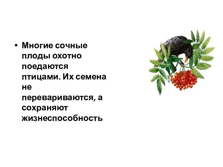 Многие сочные плоды охотно поедаются птицами. Их семена не перевариваются, а сохраняют жизнеспособность