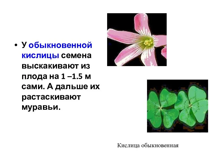 У обыкновенной кислицы семена выскакивают из плода на 1 –1.5 м