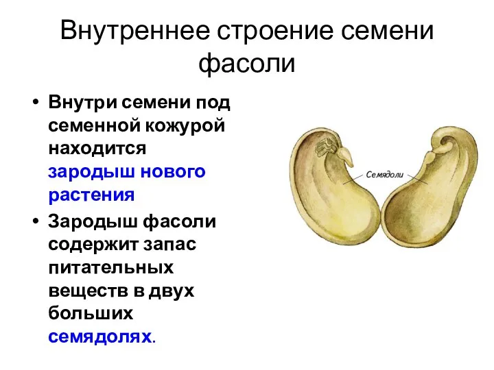 Внутреннее строение семени фасоли Внутри семени под семенной кожурой находится зародыш