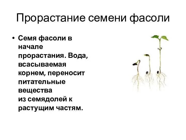 Прорастание семени фасоли Семя фасоли в начале прорастания. Вода, всасываемая корнем,