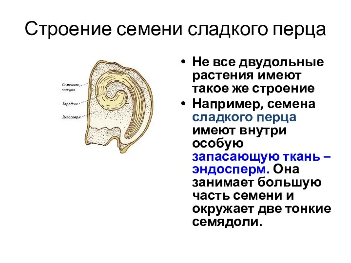 Строение семени сладкого перца Не все двудольные растения имеют такое же