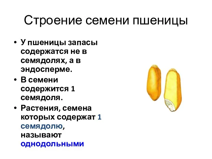 Строение семени пшеницы У пшеницы запасы содержатся не в семядолях, а