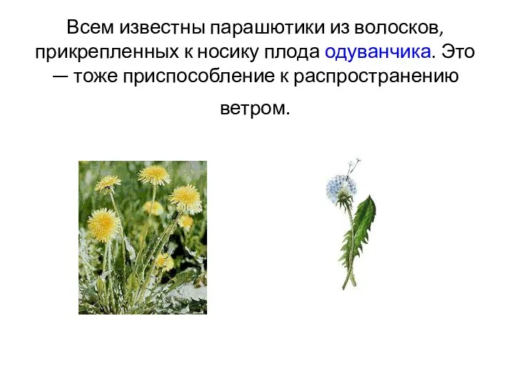 Всем известны парашютики из волосков, прикрепленных к носику плода одуванчика. Это