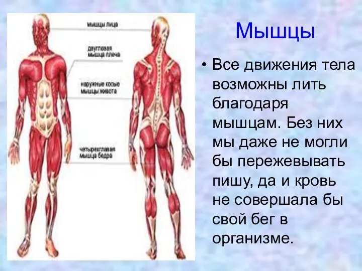 Мышцы Все движения тела возможны лить благодаря мышцам. Без них мы