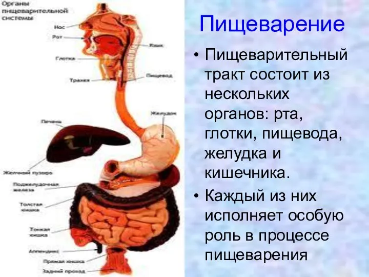 Пищеварение Пищеварительный тракт состоит из нескольких органов: рта, глотки, пищевода, желудка