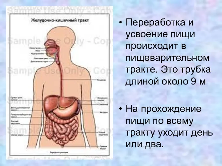 Переработка и усвоение пищи происходит в пищеварительном тракте. Это трубка длиной