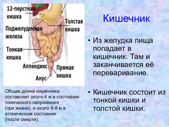 Кишечник Из желудка пища попадает в кишечник. Там и заканчивается её