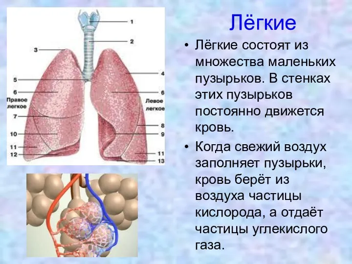 Лёгкие Лёгкие состоят из множества маленьких пузырьков. В стенках этих пузырьков