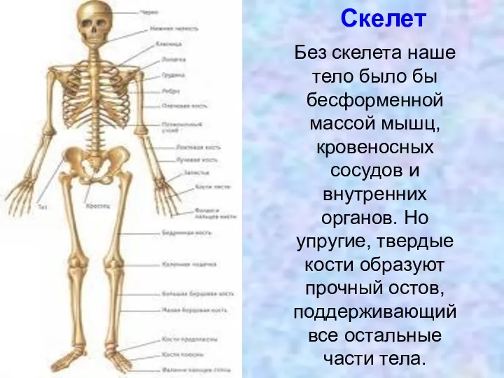 Без скелета наше тело было бы бесформенной массой мышц, кровеносных сосудов