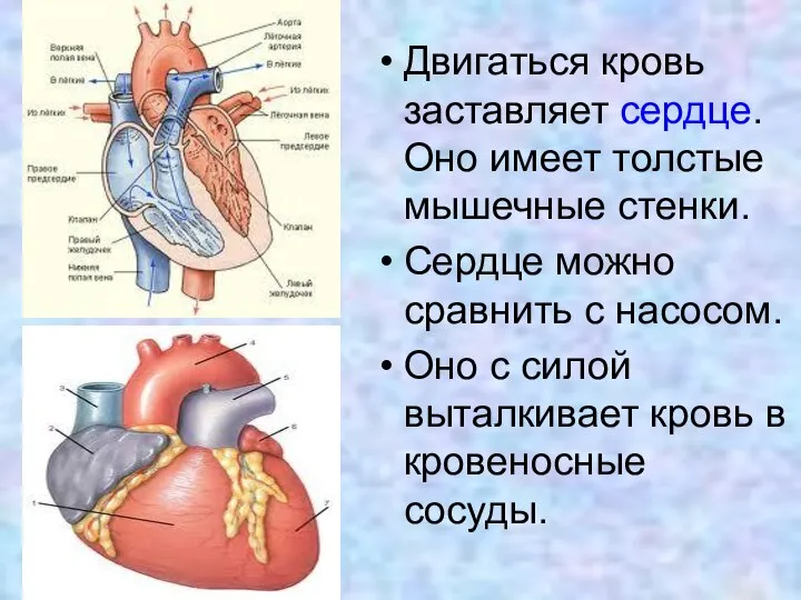 Двигаться кровь заставляет сердце. Оно имеет толстые мышечные стенки. Сердце можно