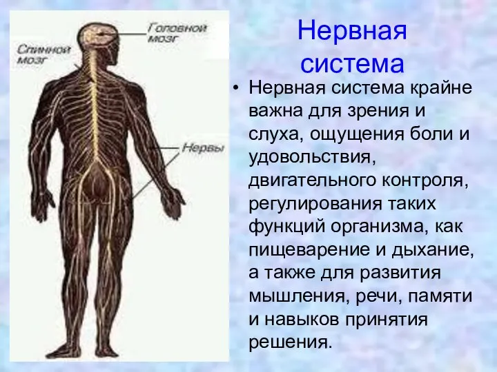 Нервная система Нервная система крайне важна для зрения и слуха, ощущения