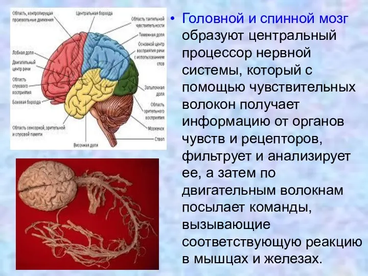 Головной и спинной мозг образуют центральный процессор нервной системы, который с