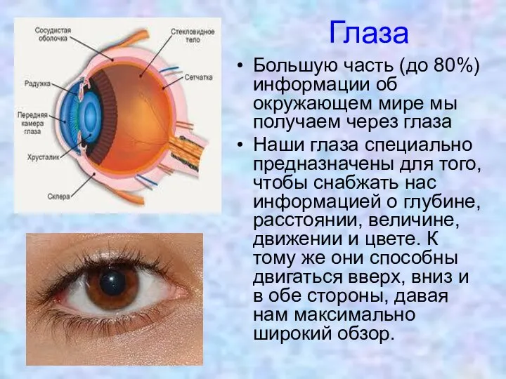 Глаза Большую часть (до 80%) информации об окружающем мире мы получаем