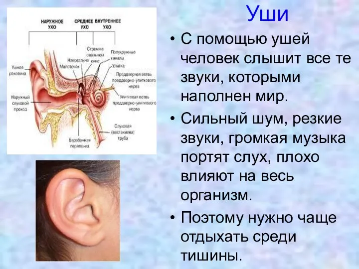 Уши С помощью ушей человек слышит все те звуки, которыми наполнен