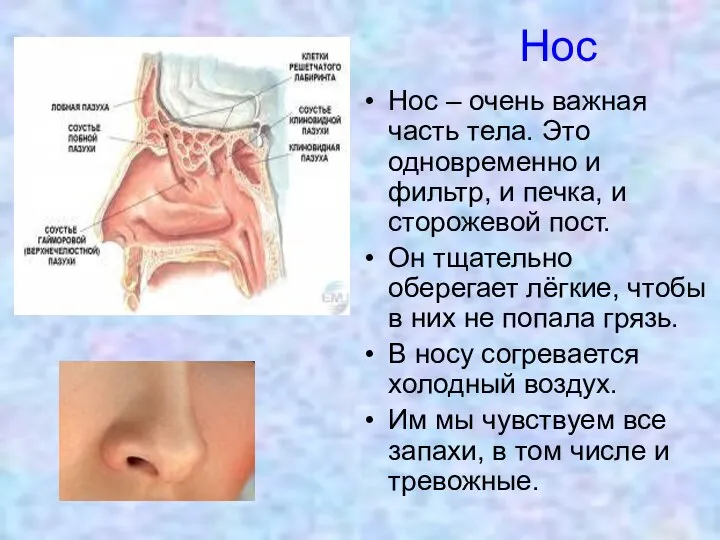 Нос Нос – очень важная часть тела. Это одновременно и фильтр,