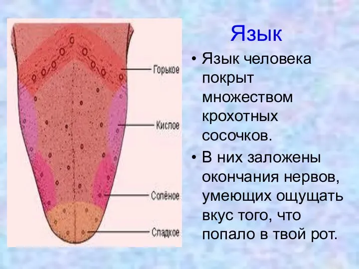 Язык Язык человека покрыт множеством крохотных сосочков. В них заложены окончания