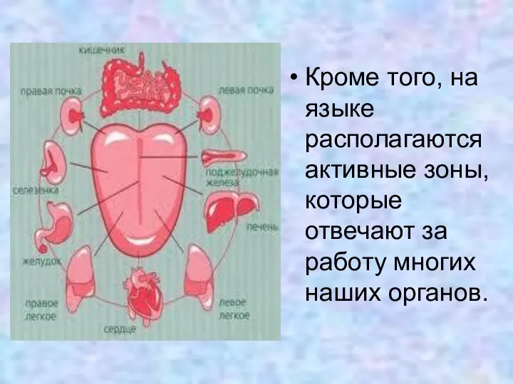 Кроме того, на языке располагаются активные зоны, которые отвечают за работу многих наших органов.