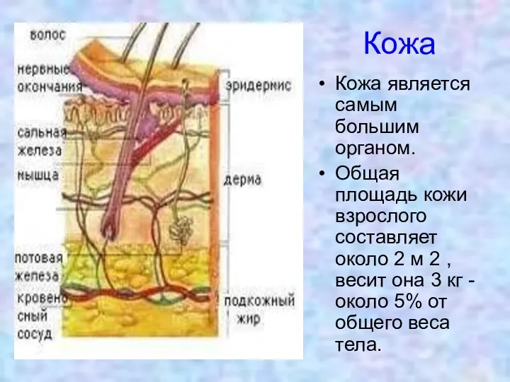 Кожа Кожа является самым большим органом. Общая площадь кожи взрослого составляет