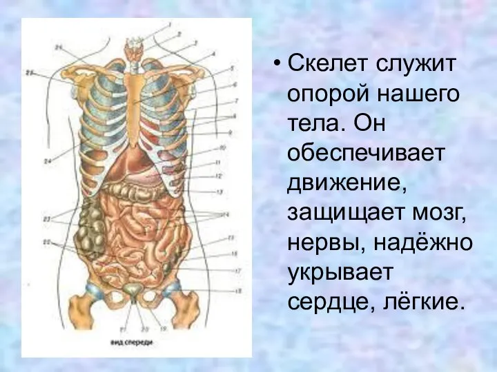 Скелет служит опорой нашего тела. Он обеспечивает движение, защищает мозг, нервы, надёжно укрывает сердце, лёгкие.