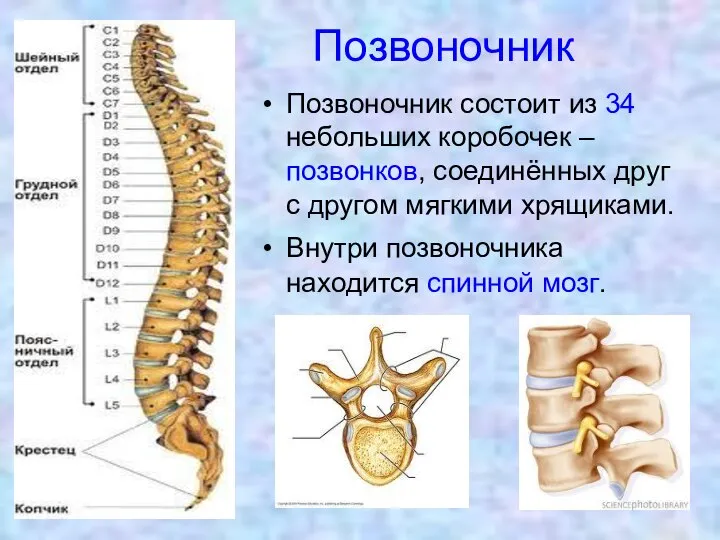 Позвоночник Позвоночник состоит из 34 небольших коробочек – позвонков, соединённых друг