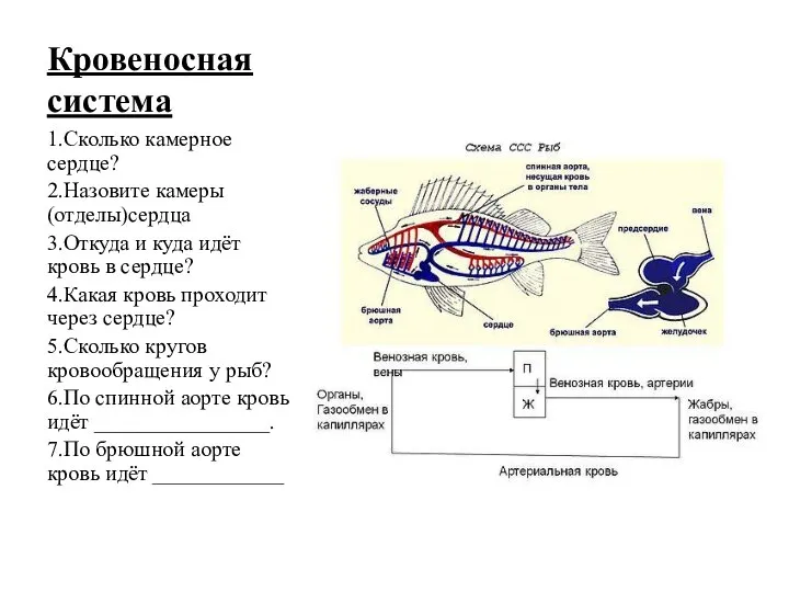 Кровеносная система 1.Сколько камерное сердце? 2.Назовите камеры (отделы)сердца 3.Откуда и куда