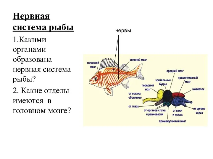 Нервная система рыбы 1.Какими органами образована нервная система рыбы? 2. Какие